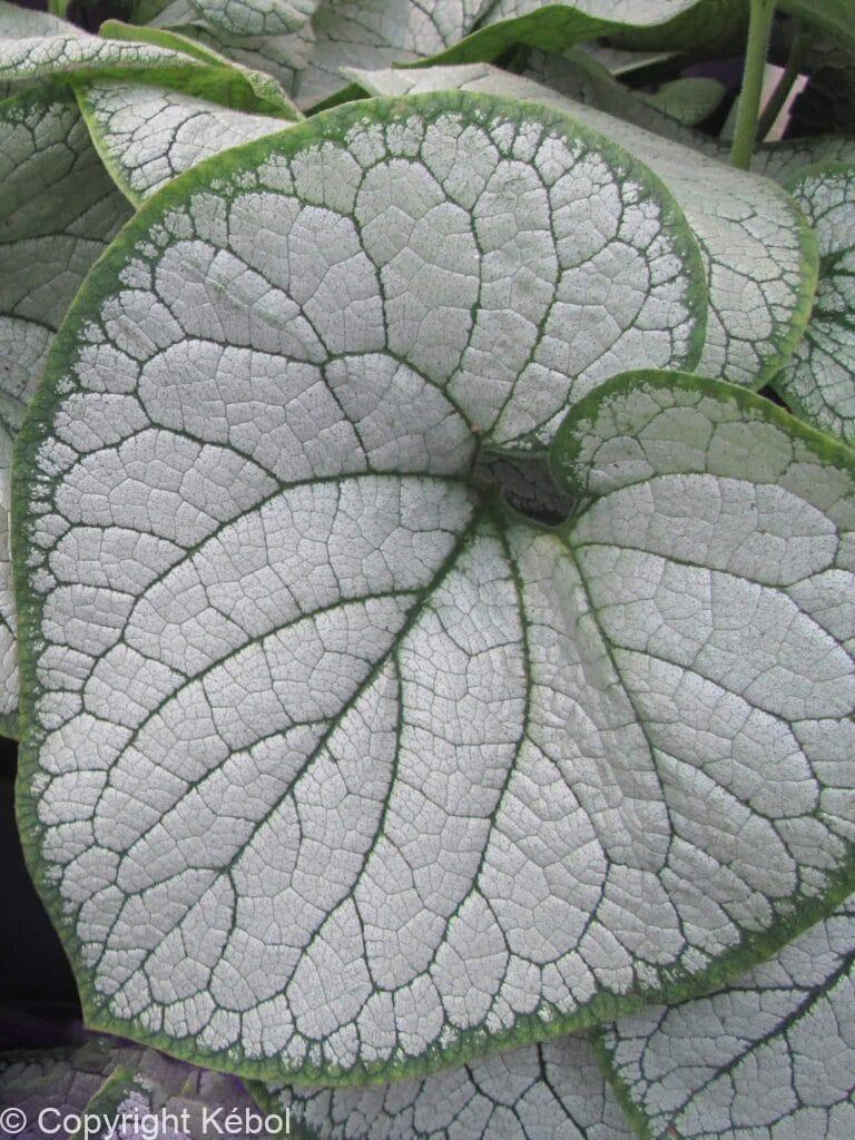 Brunnera Silver Heart