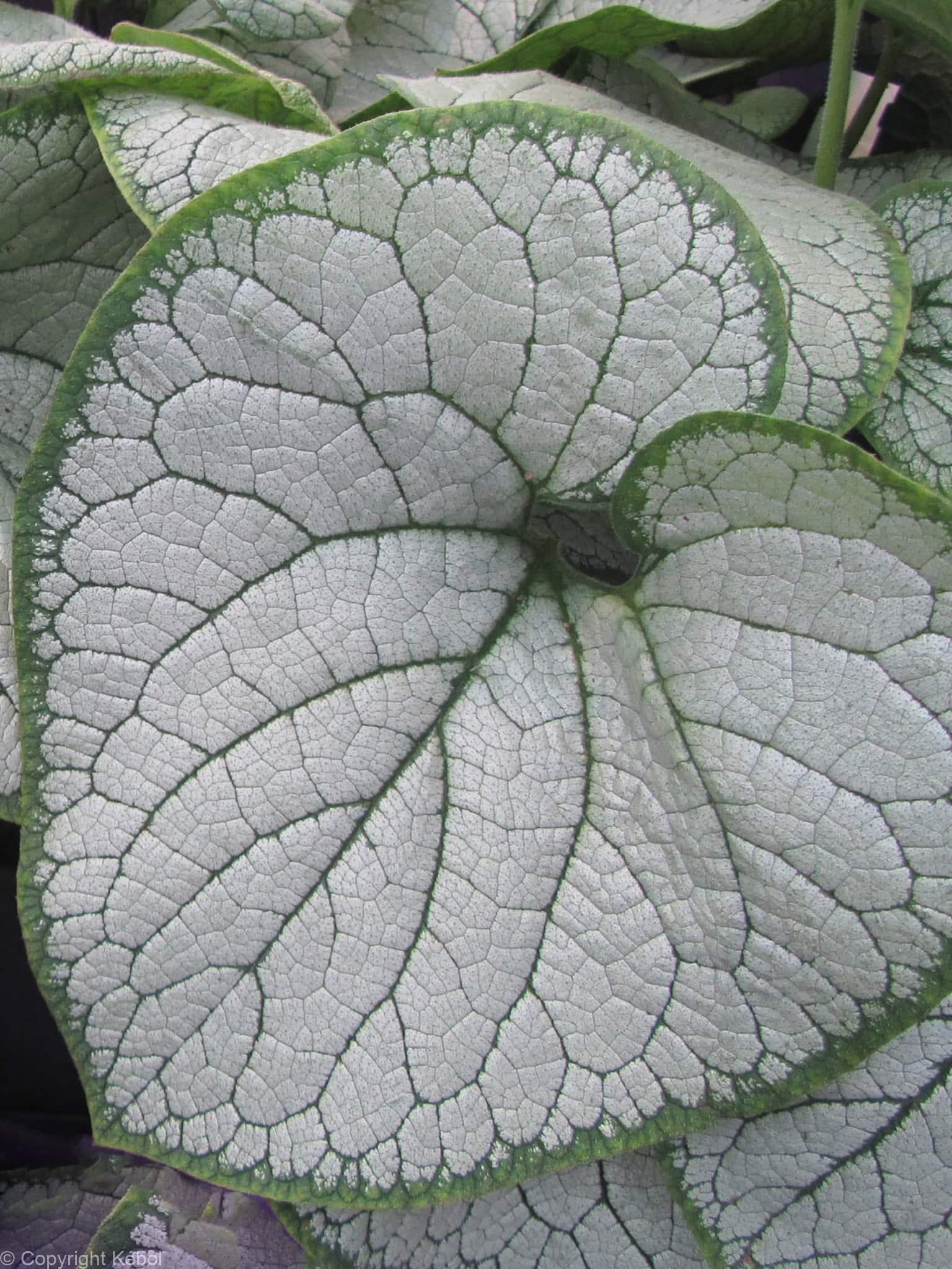 Brunnera Silver Heart