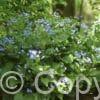 Brunnera macrophylla