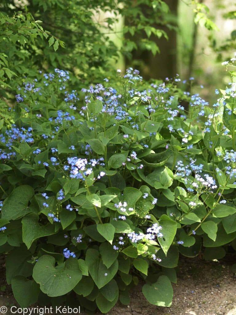Brunnera macrophylla