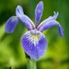 Iris Caesar's Brother