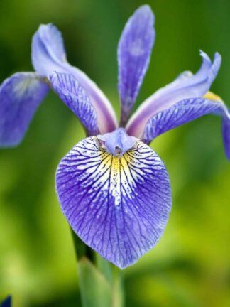Iris Caesar's Brother