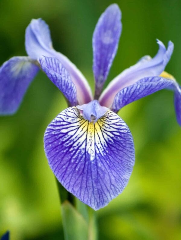 Iris Caesar's Brother