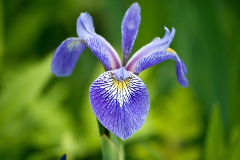 Iris Caesar's Brother