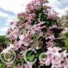Clematis Hagley Hybrid