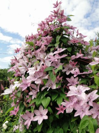 Clematis Hagley Hybrid
