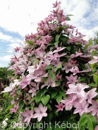 Clematis Hagley Hybrid - case