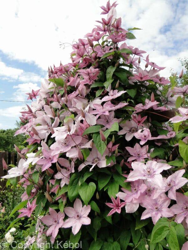 Clematis Hagley Hybrid