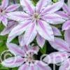 Clematis Nelly Moser