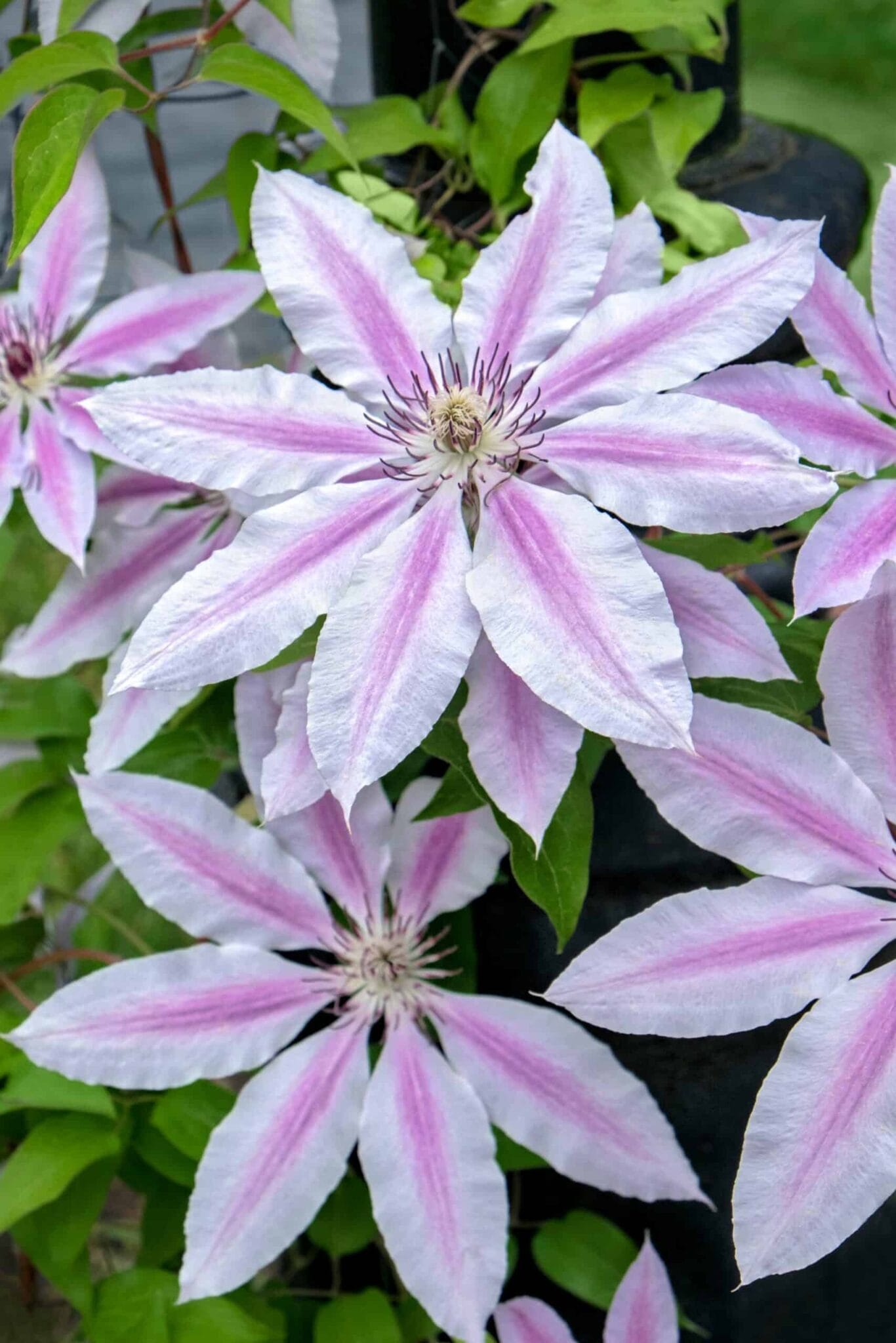 Clematis Nelly Moser