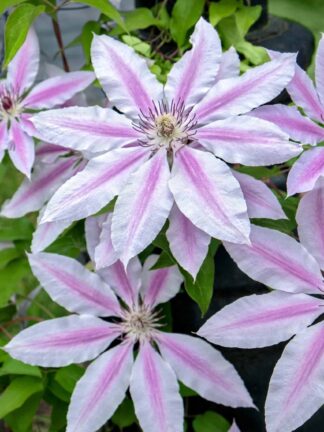 Clematis Nelly Moser