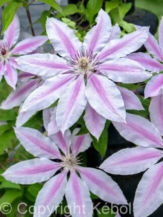 Clematis Nelly Moser - case