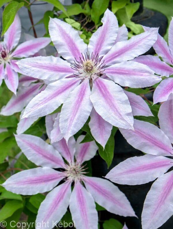 Clematis Nelly Moser