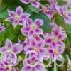 Clematis Piilu