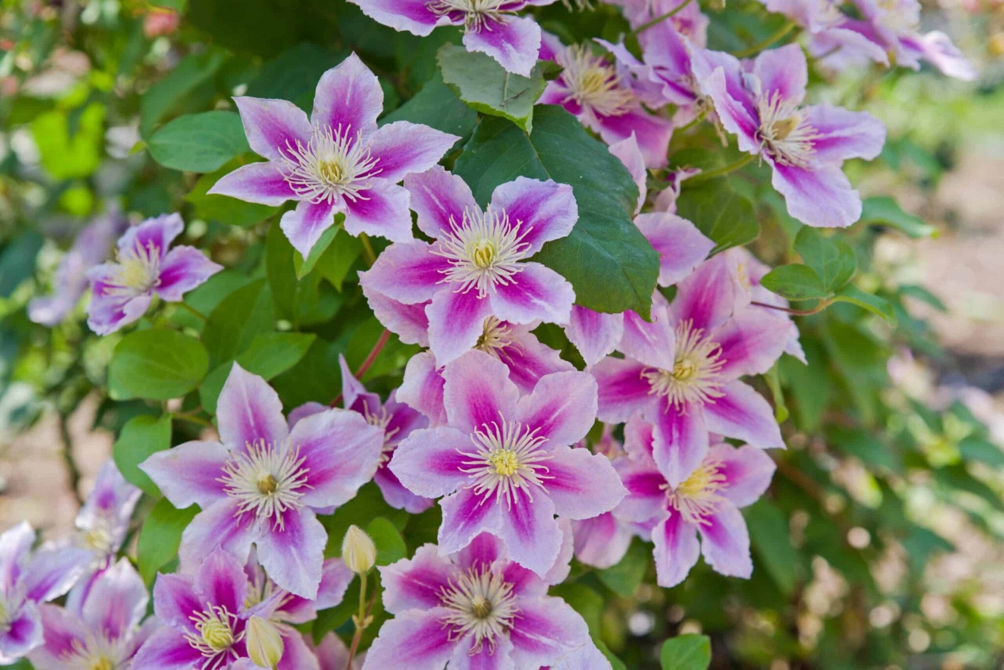 Clematis Piilu