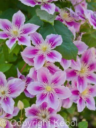 Clematis Piilu - case