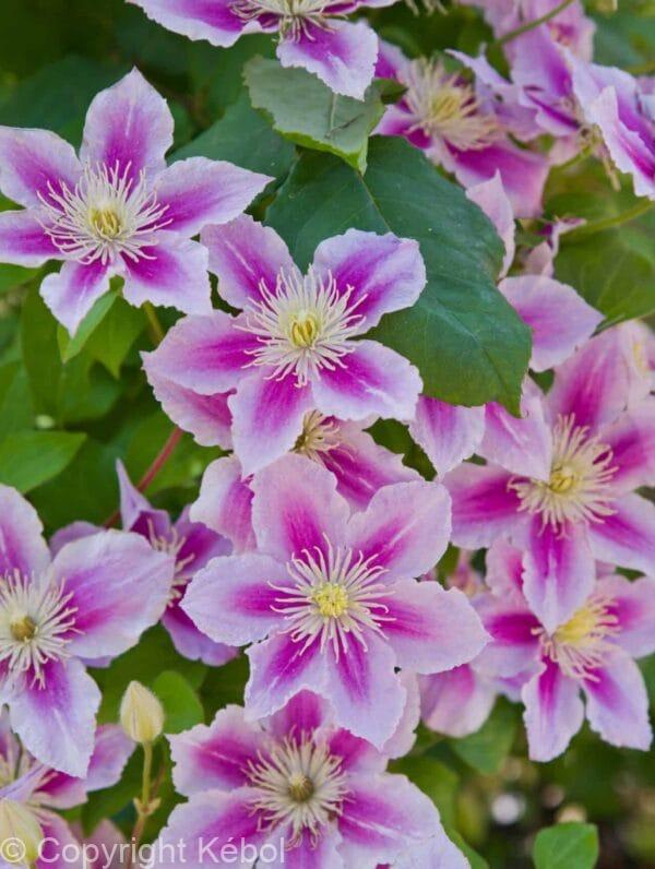 Clematis Piilu