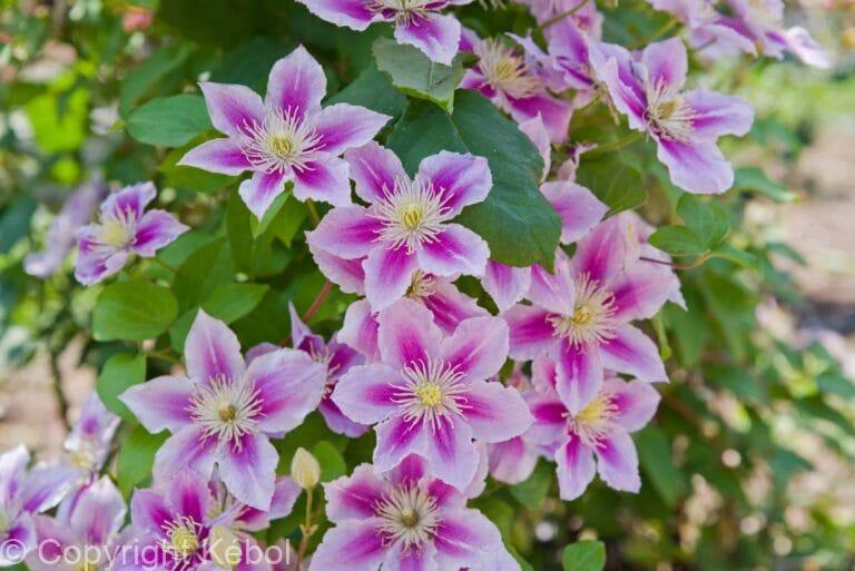 Clematis Piilu