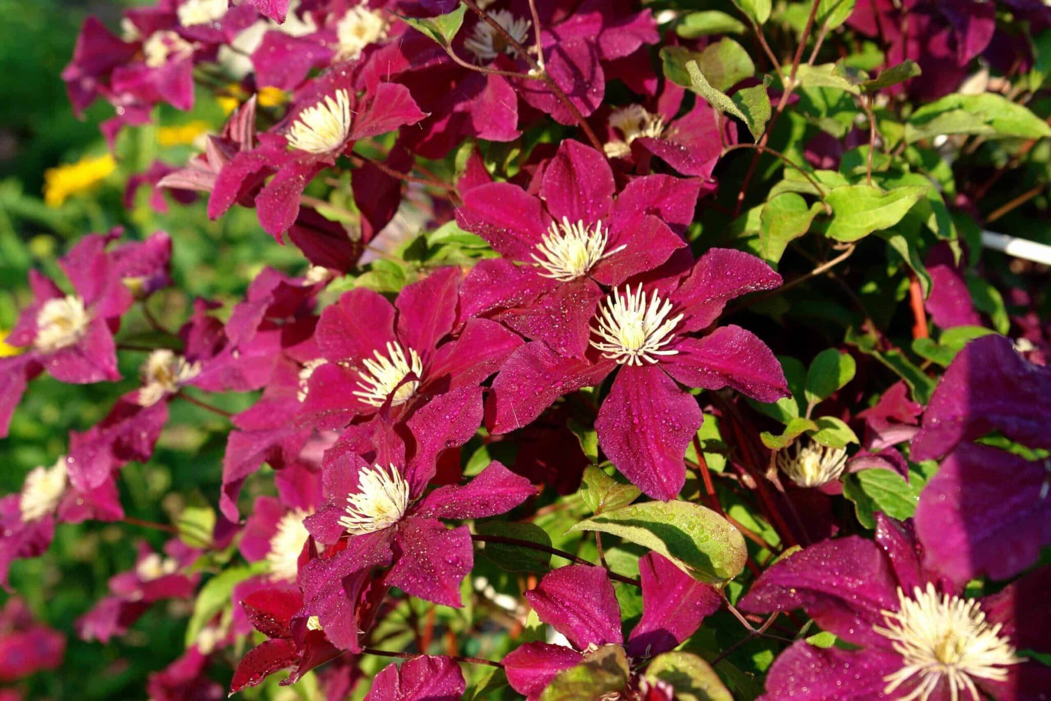 Clematis Rouge Cardinal