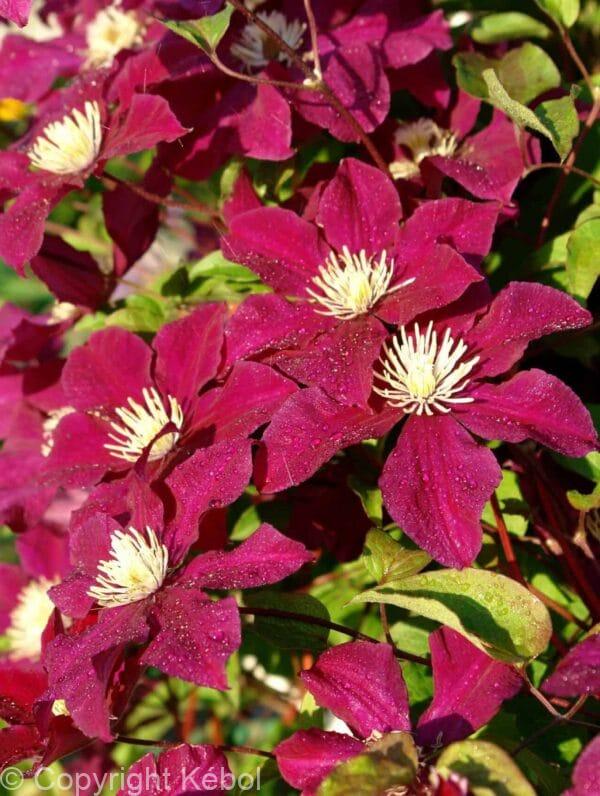 Clematis Rouge Cardinal