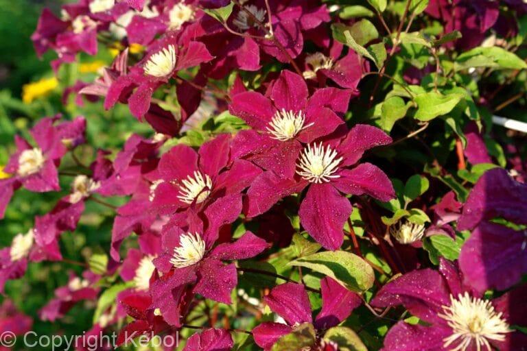 Clematis Rouge Cardinal