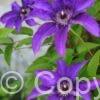 Clematis The President