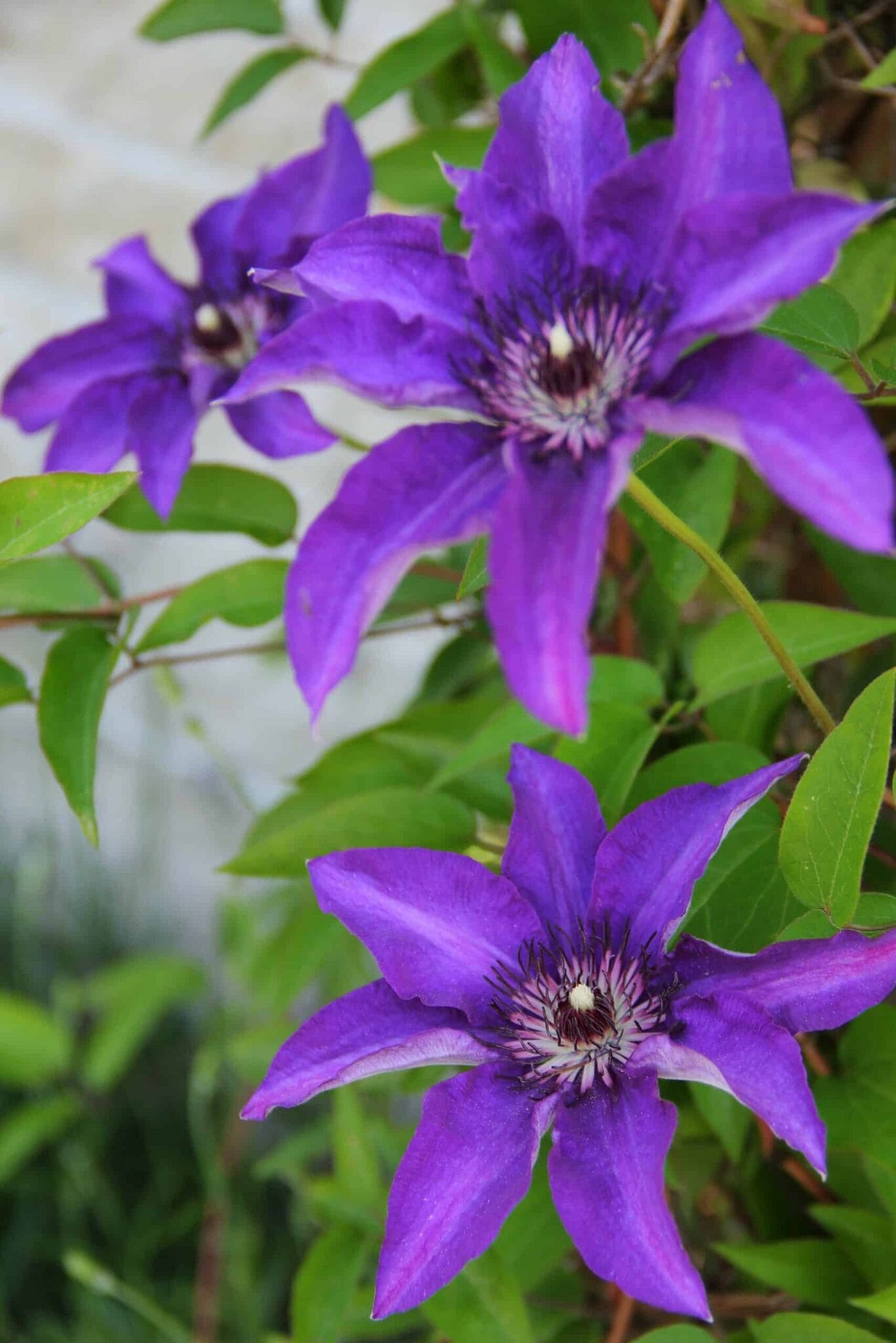 Clematis The President