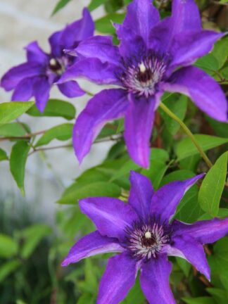 Clematis The President - bag