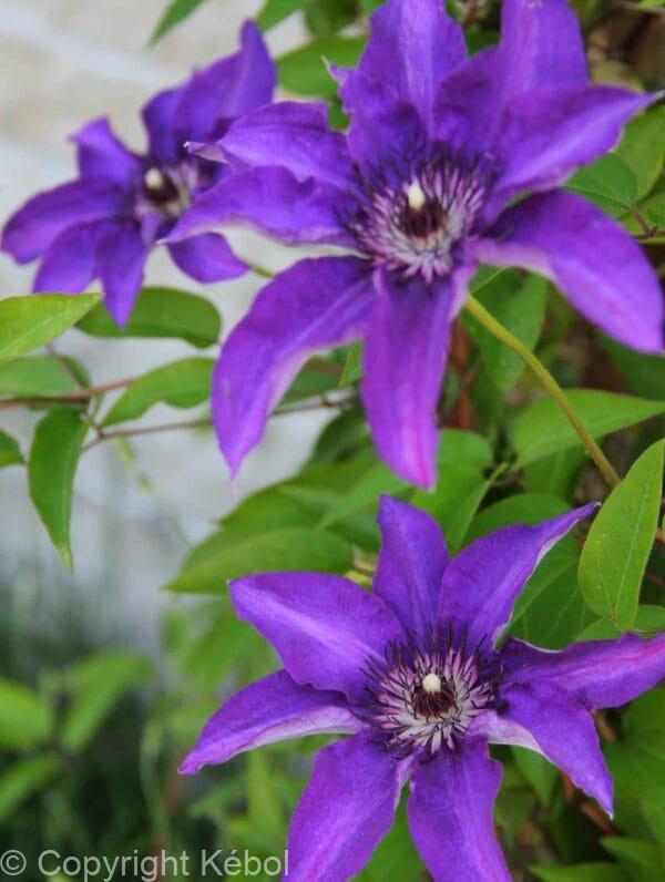 Clematis The President