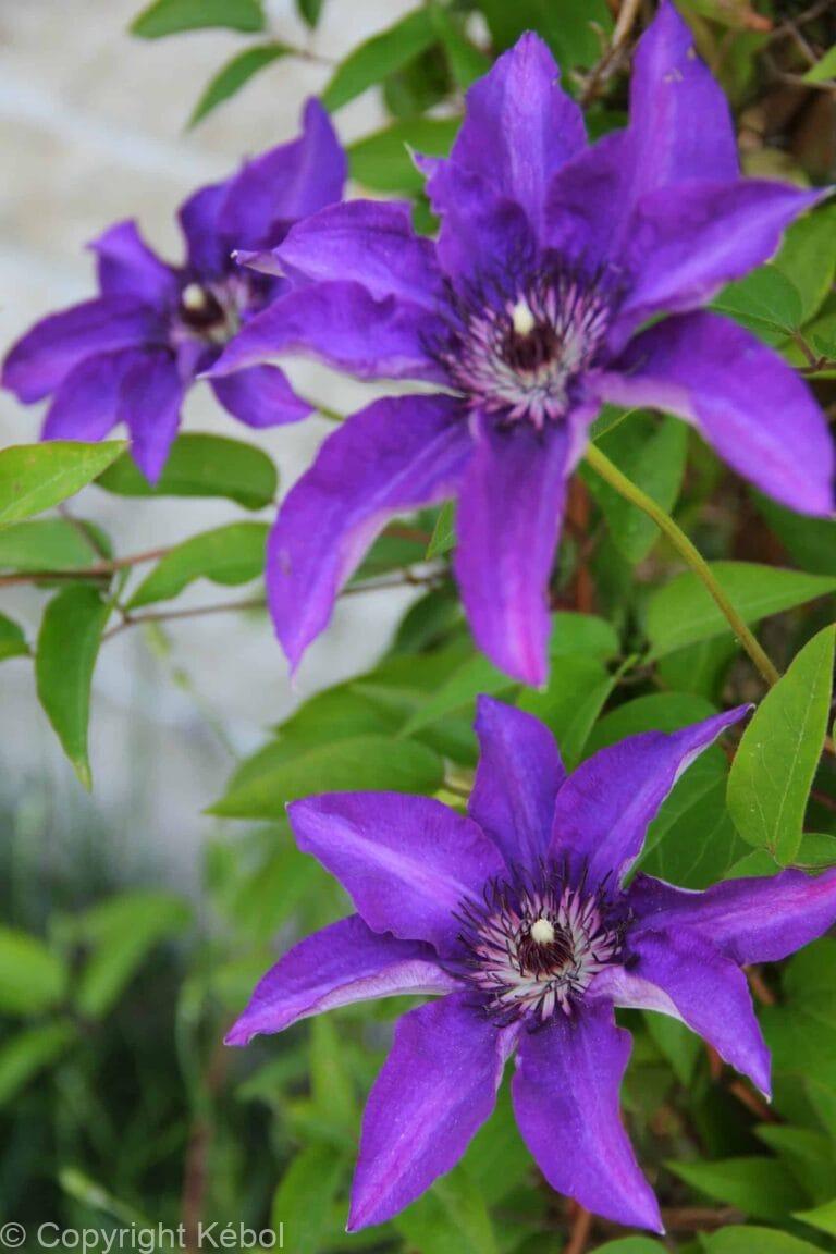 Clematis The President