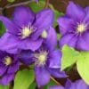 Clematis Jackmanii