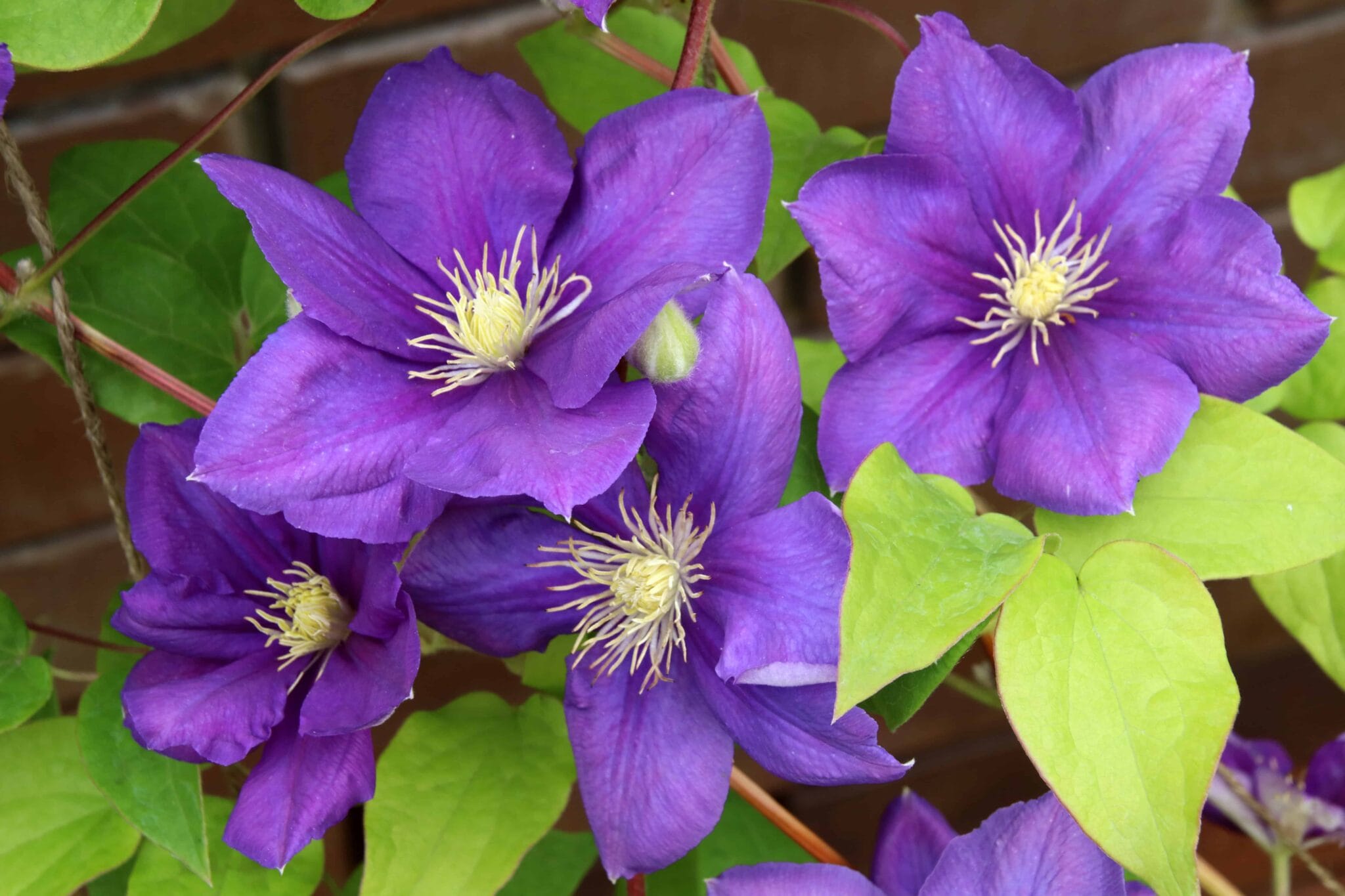 Clematis Jackmanii