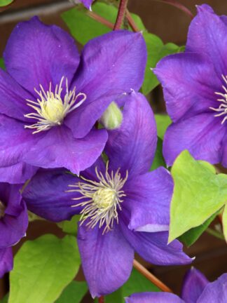 Clematis Jackmanii - bag