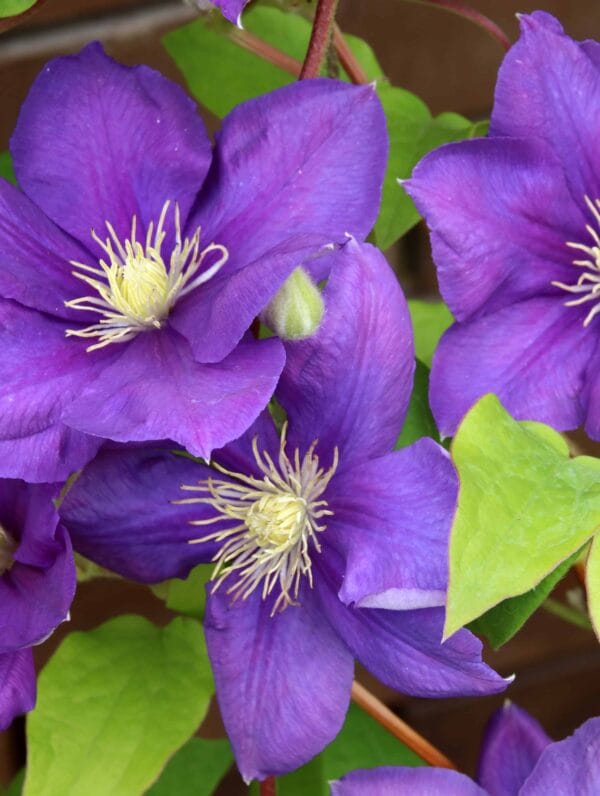 Clematis Jackmanii