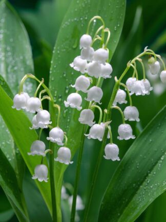 Convallaria Prolificans - bag