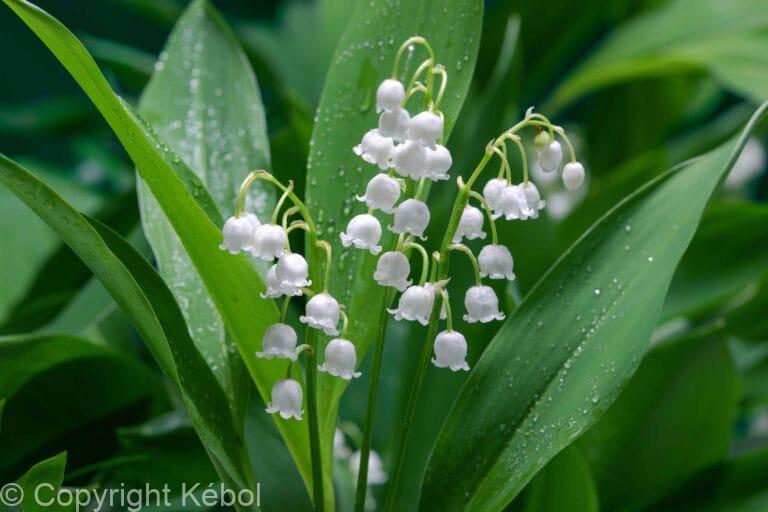 Convallaria Prolificans