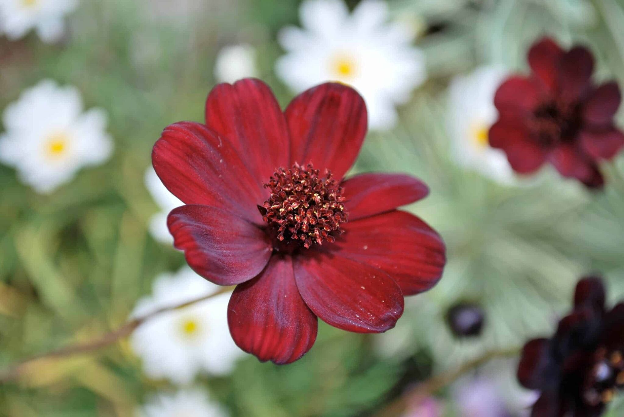 Cosmos atrosanguineus