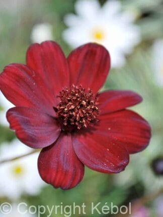 Cosmos Atrosanguineus - bag