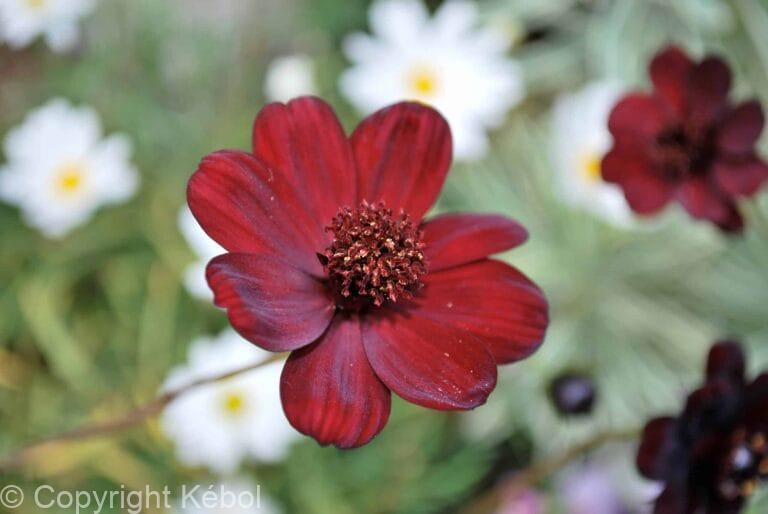 Cosmos atrosanguineus