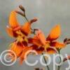 Crocosmia Emily McKenzie