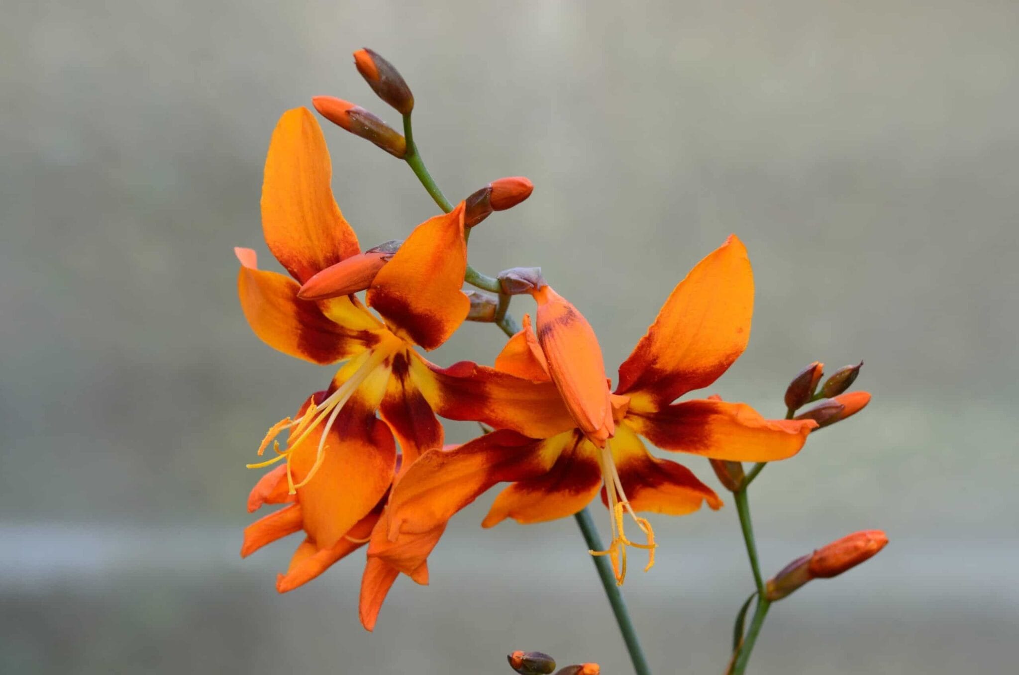 Crocosmia Emily McKenzie