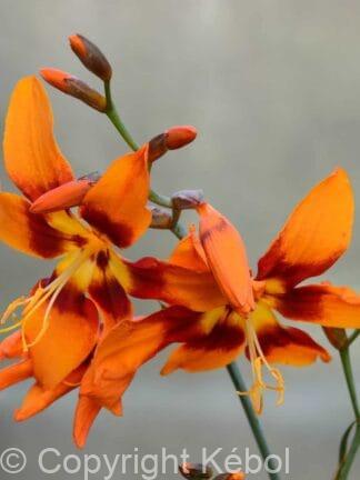 Crocosmia xcrocosmiiflora Emily McKenzie - bag
