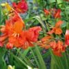 Crocosmia Okavango