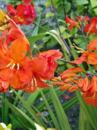 Crocosmia masoniorum Okavango  - bag