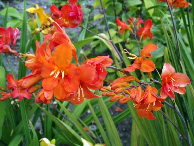 Crocosmia Okavango