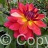 Dahlia Firepot