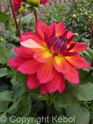 Dahlia hybrid Firepot  - bag