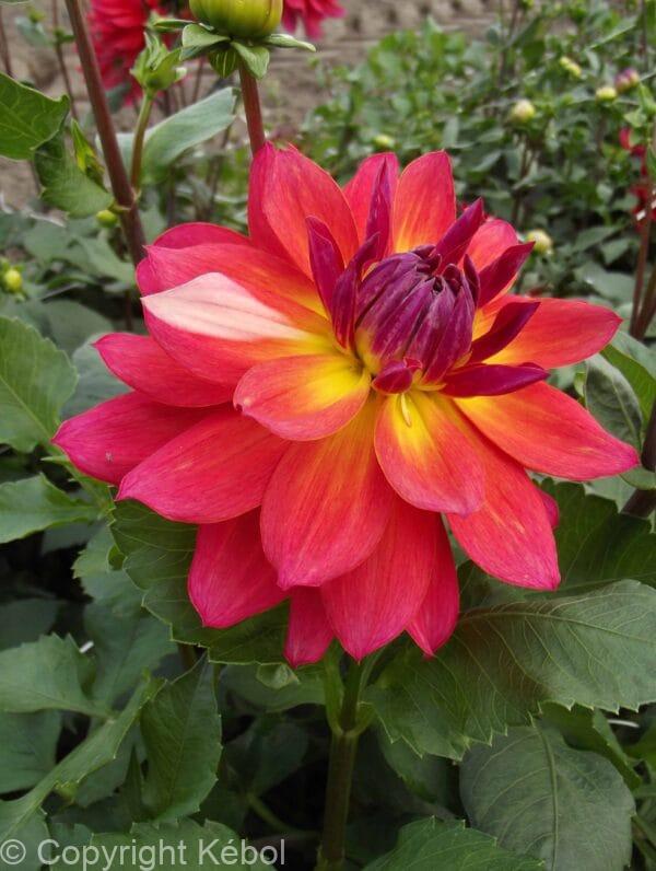 Dahlia Firepot