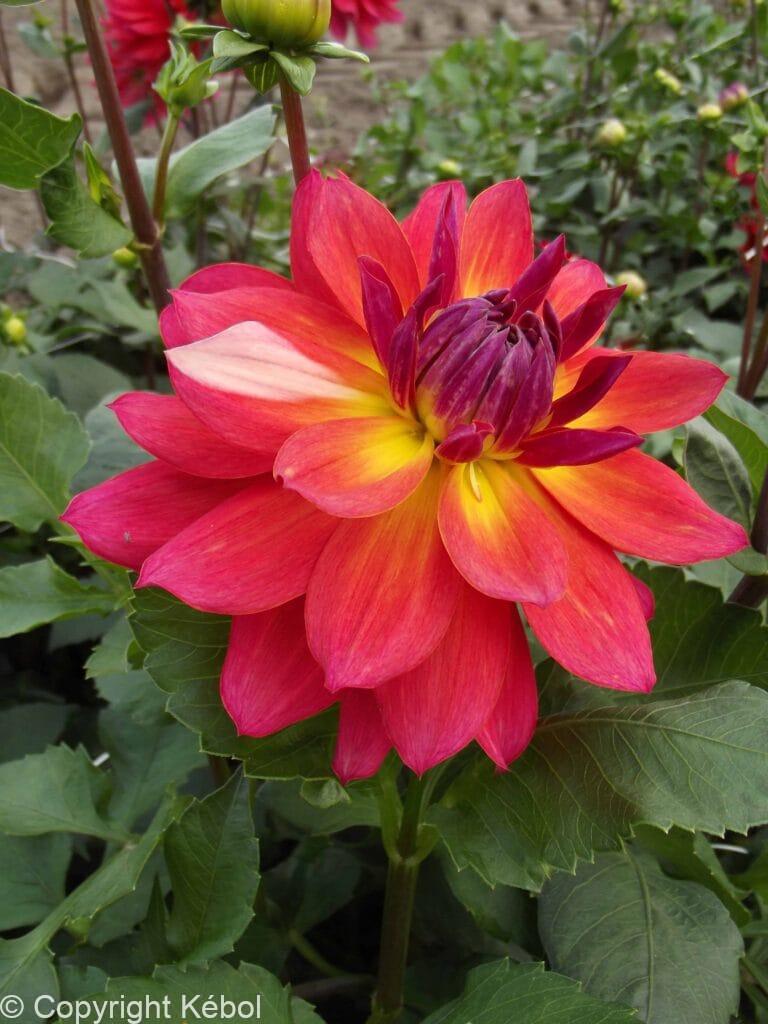 Dahlia Firepot
