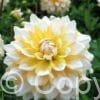 Dahlia Seattle